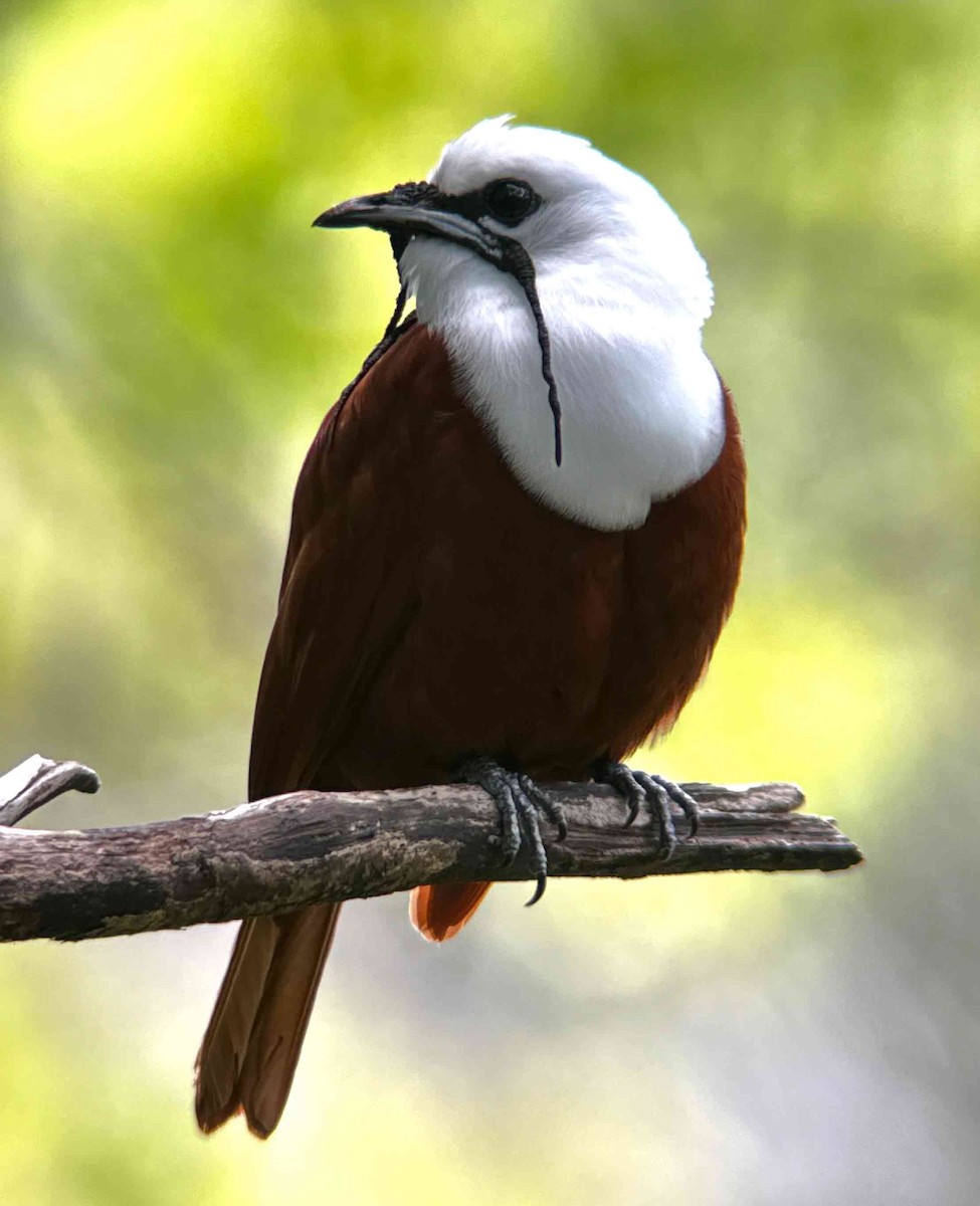 Three-wattled Bellbird - ML637488482