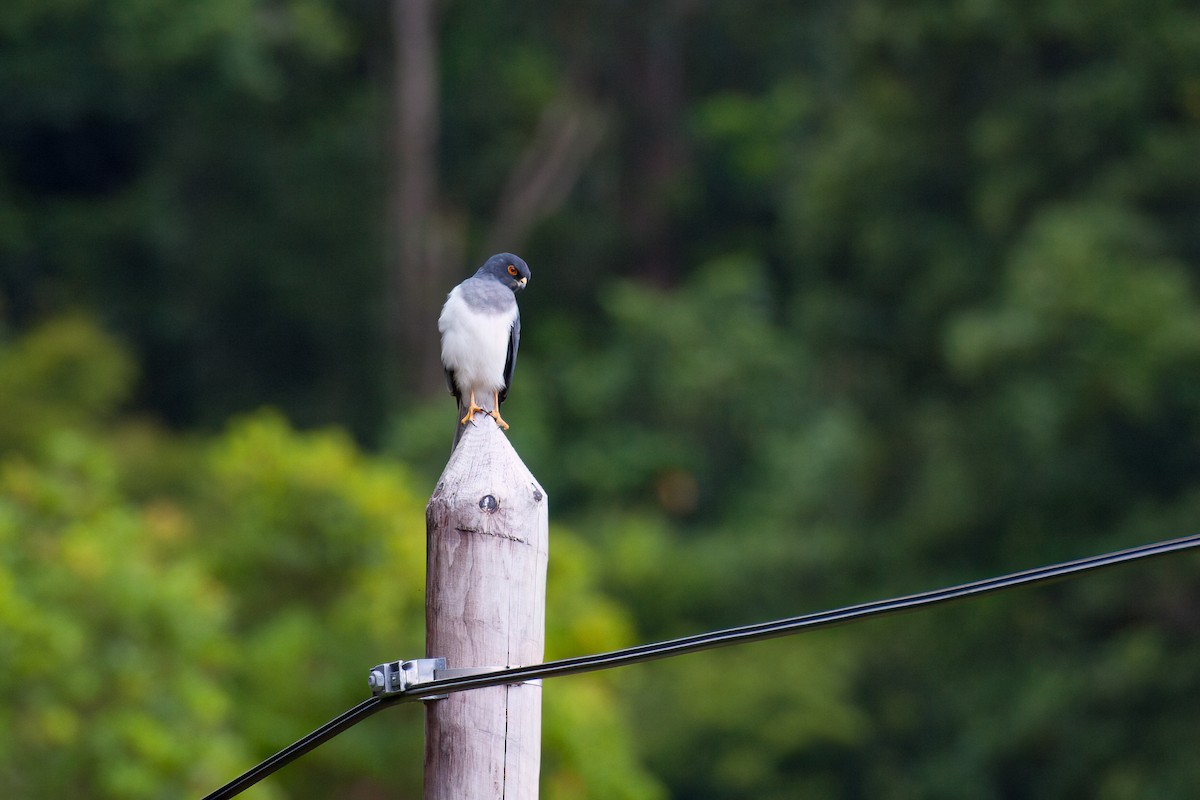 New Caledonian Goshawk - ML637488499