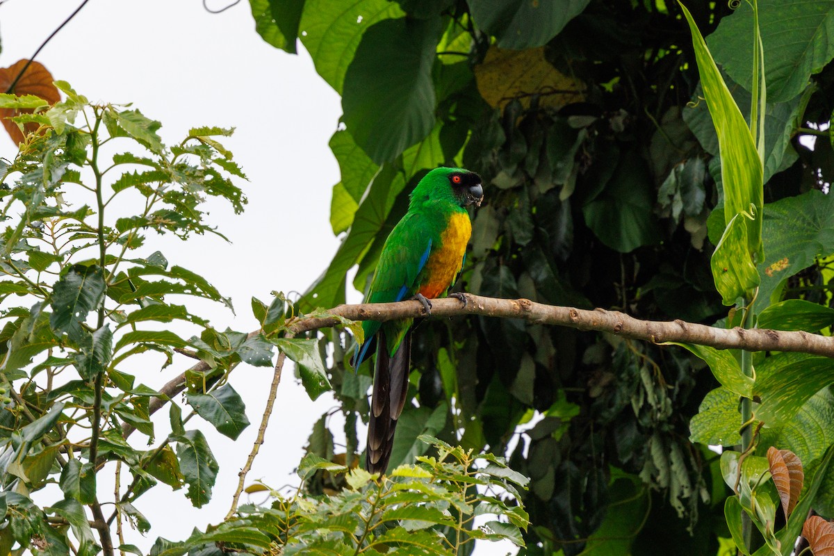 Masked Shining-Parrot - ML637488514