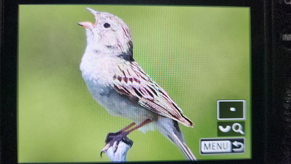 Brewer's Sparrow - ML637488522