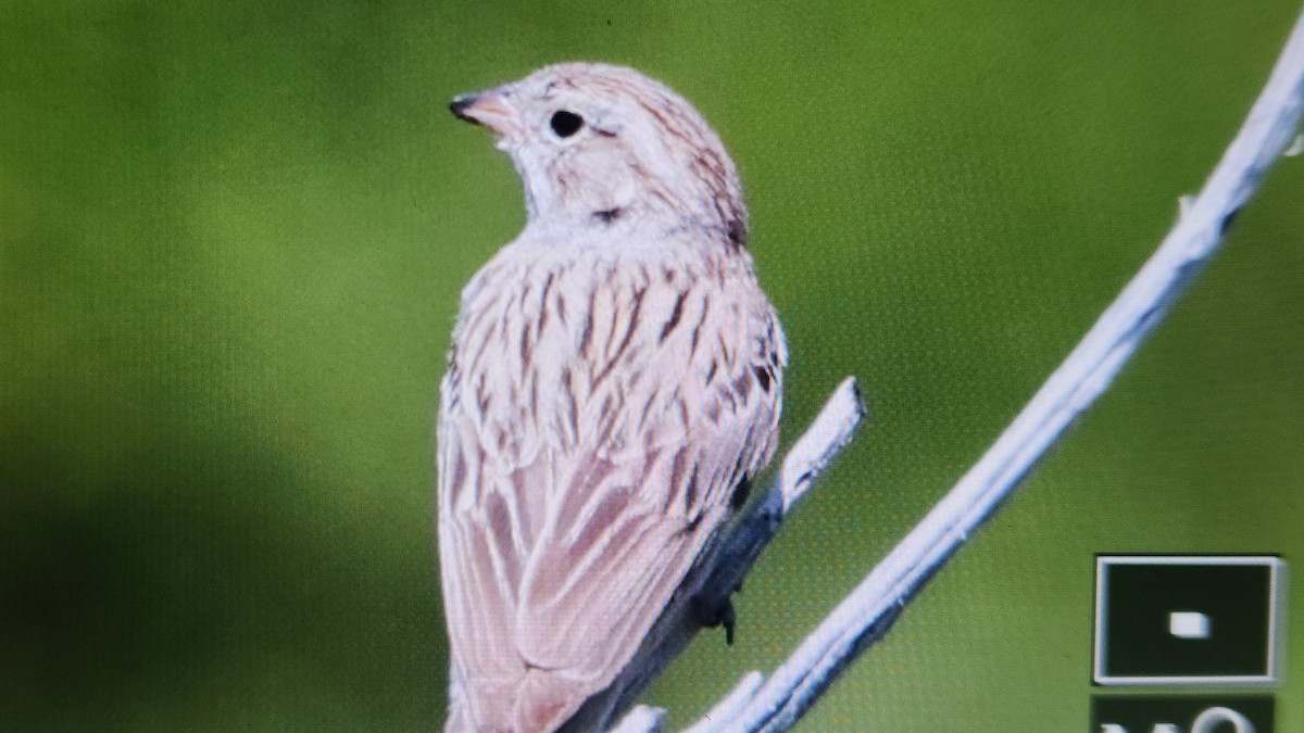 Brewer's Sparrow - ML637488523