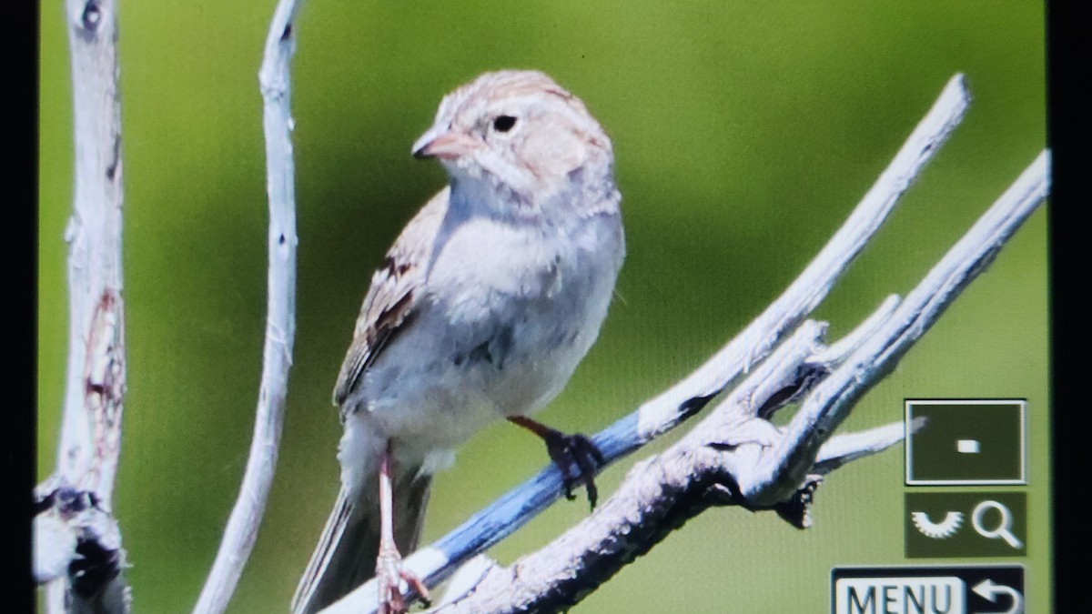 Brewer's Sparrow - ML637488527