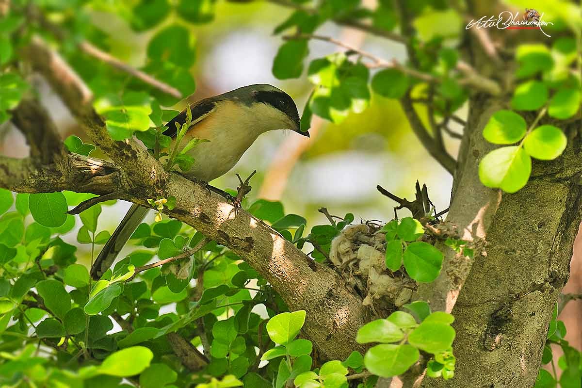 Bay-backed Shrike - ML637488569