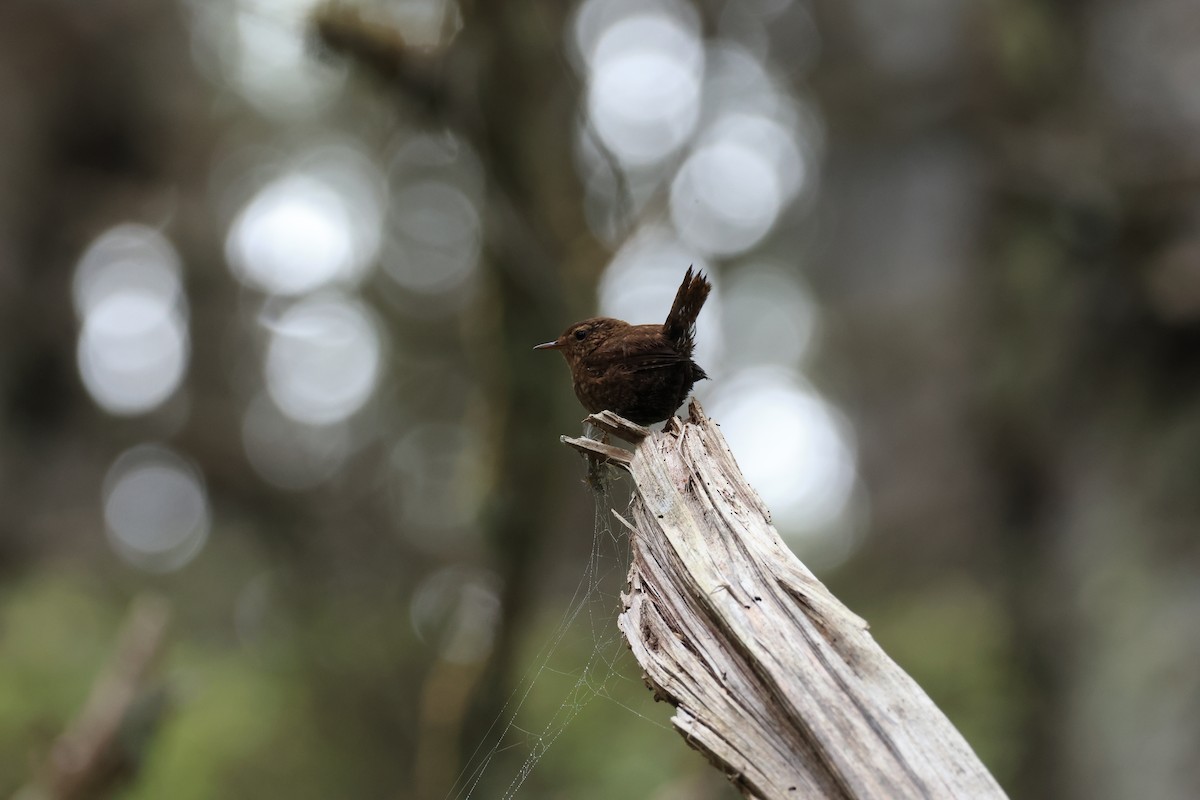Pacific Wren - ML637488581