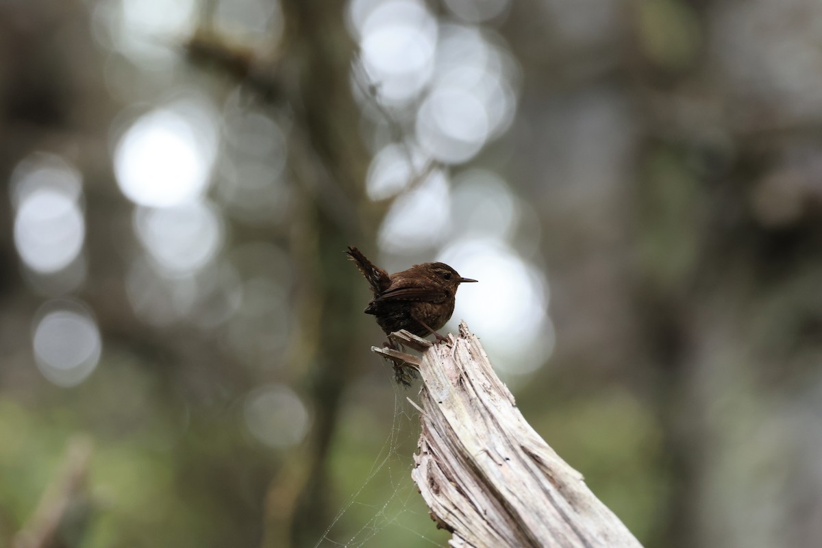 Pacific Wren - ML637488583
