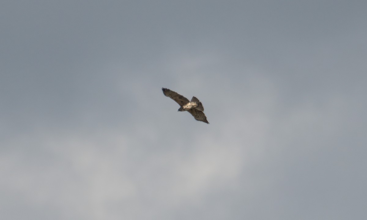 Ayres's Hawk-Eagle - ML637488585