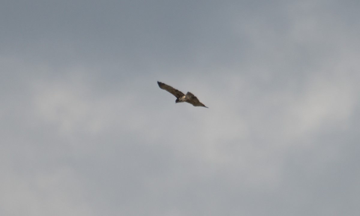 Ayres's Hawk-Eagle - ML637488586