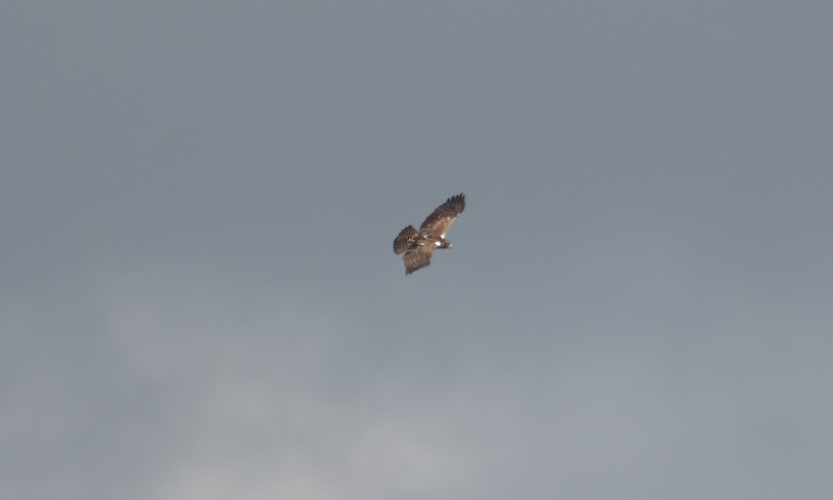 Ayres's Hawk-Eagle - ML637488587