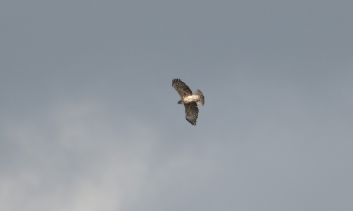 Ayres's Hawk-Eagle - ML637488589