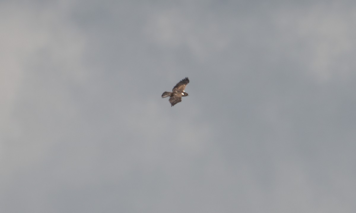 Ayres's Hawk-Eagle - ML637488590