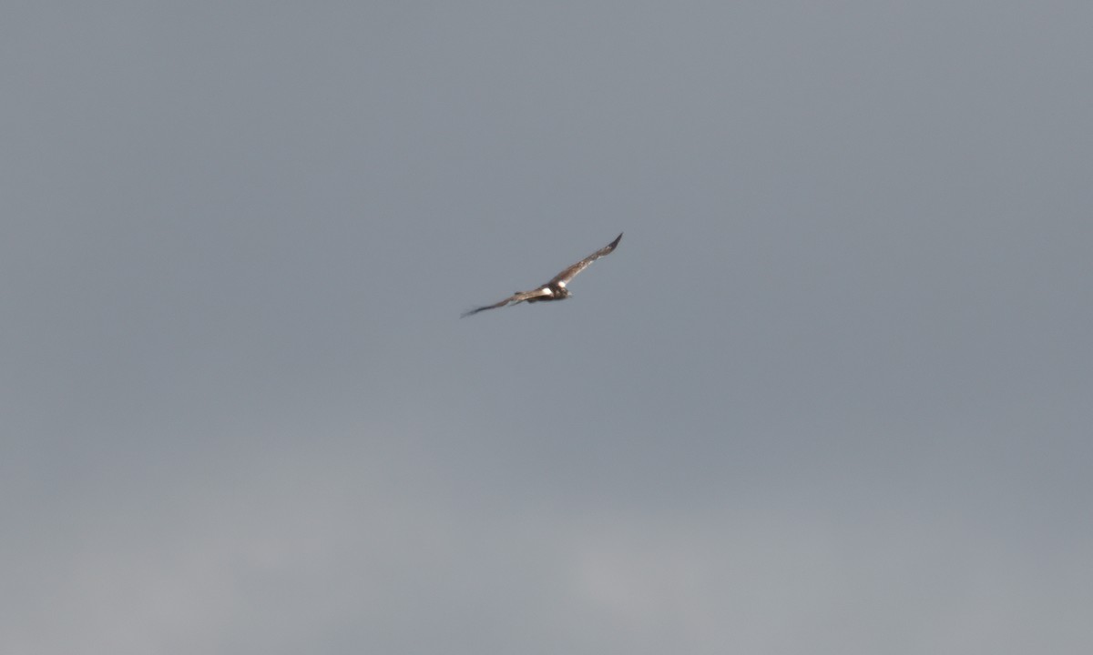 Ayres's Hawk-Eagle - ML637488592