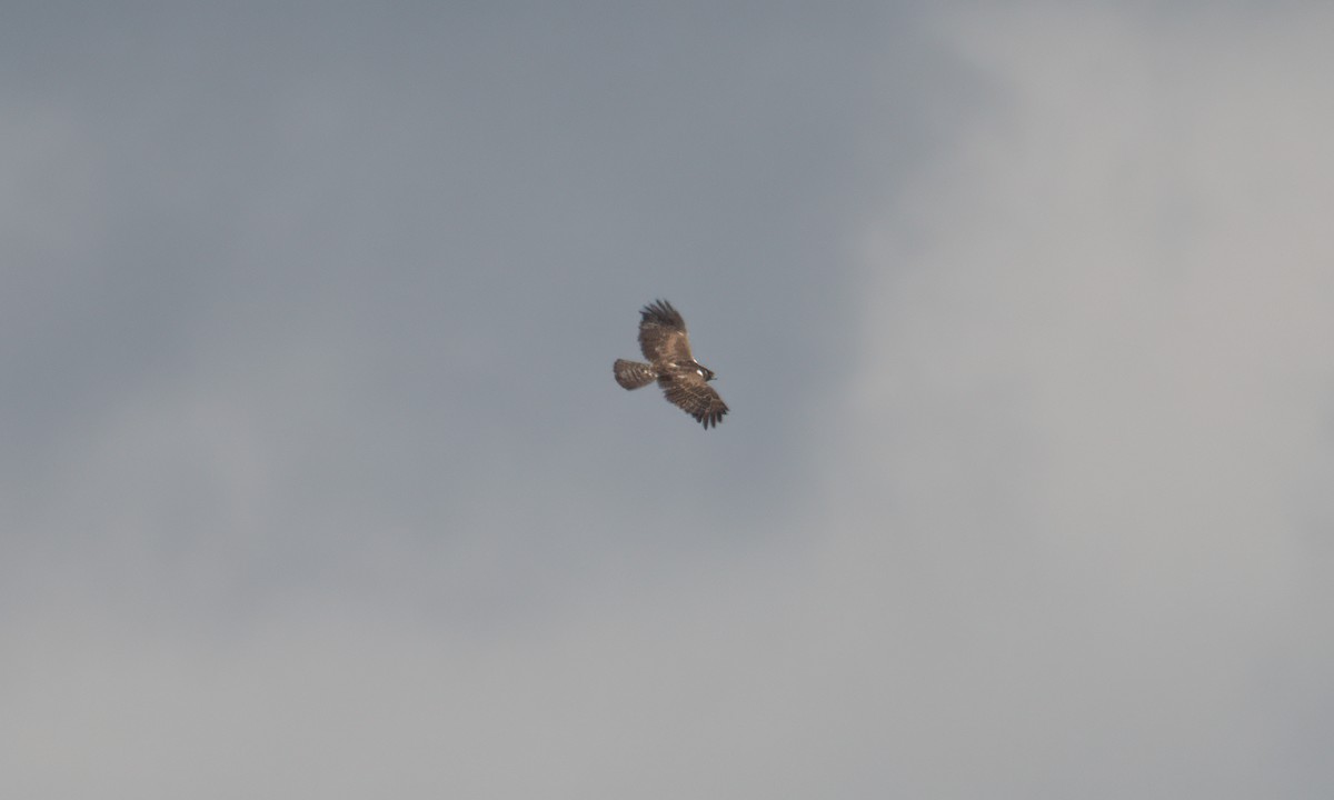 Ayres's Hawk-Eagle - ML637488594