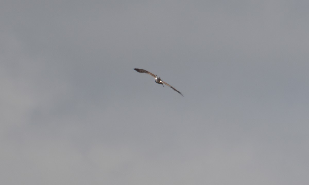 Ayres's Hawk-Eagle - ML637488595