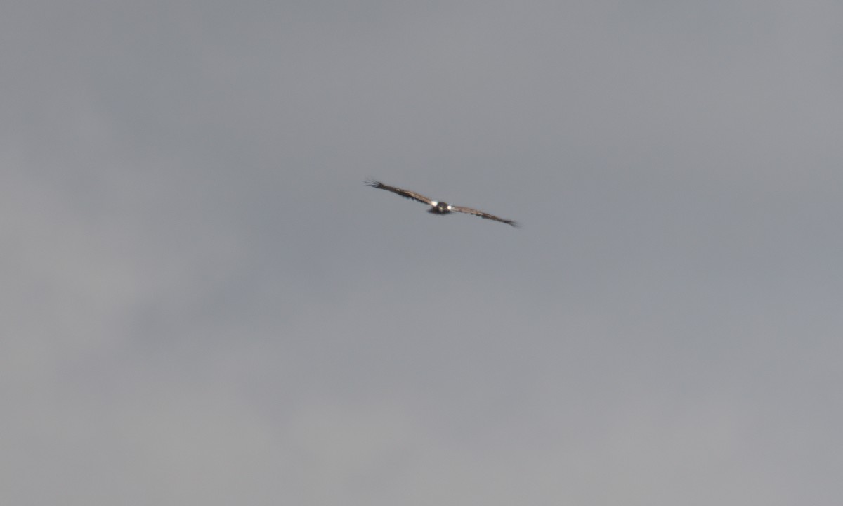 Ayres's Hawk-Eagle - ML637488596