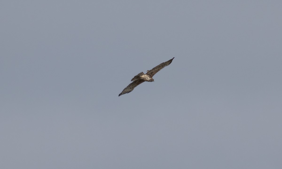 Ayres's Hawk-Eagle - ML637488598