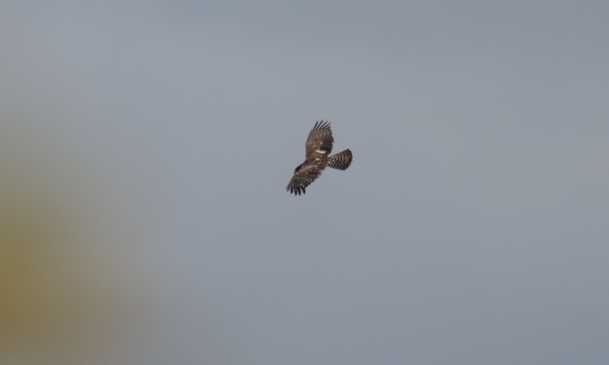Ayres's Hawk-Eagle - ML637488599