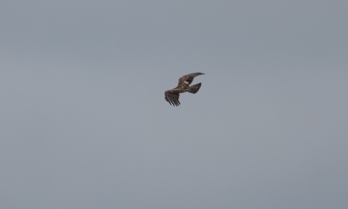 Ayres's Hawk-Eagle - ML637488600