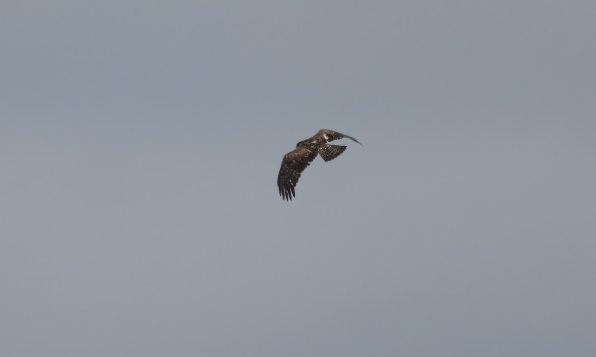 Ayres's Hawk-Eagle - ML637488601