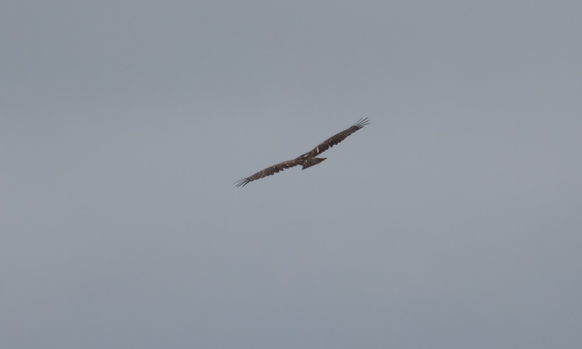Ayres's Hawk-Eagle - ML637488602