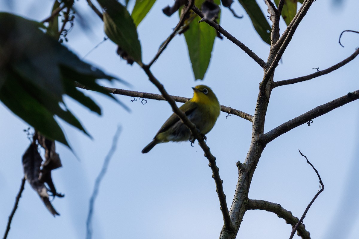 Fiji White-eye - ML637488645