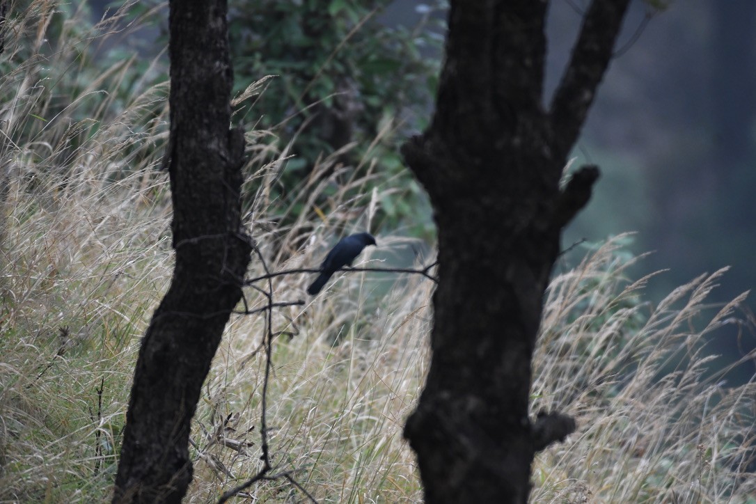 Black-winged Cuckooshrike - ML637488749