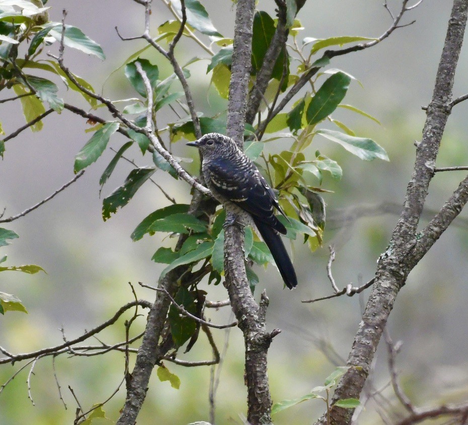 Black-winged Cuckooshrike - ML637488751