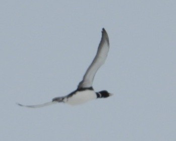 Yellow-billed Loon - ML637488769