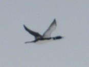 Yellow-billed Loon - ML637488770
