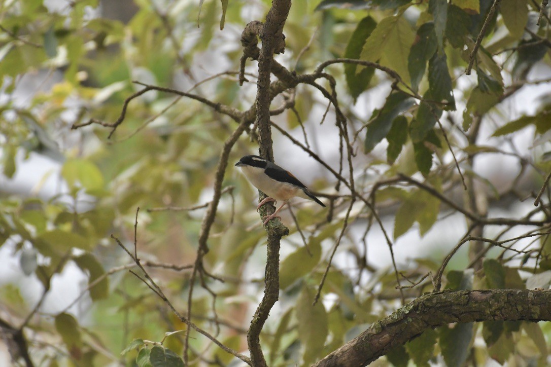 White-browed Shrike-Babbler (Himalayan) - ML637488772