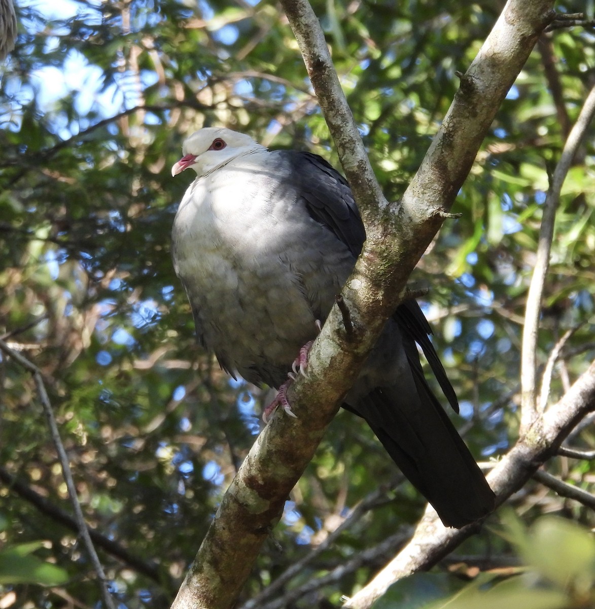 White-headed Pigeon - ML637488782