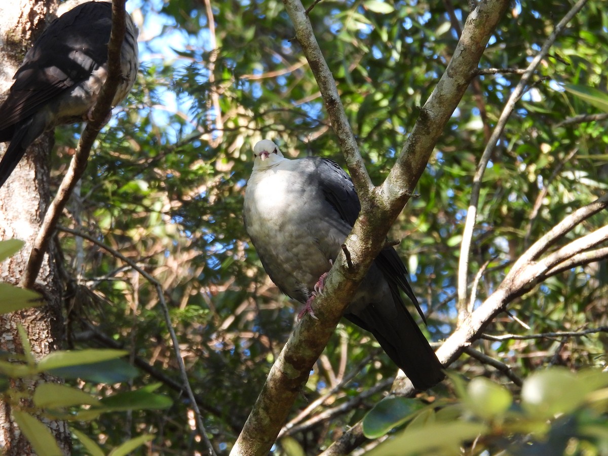 White-headed Pigeon - ML637488787