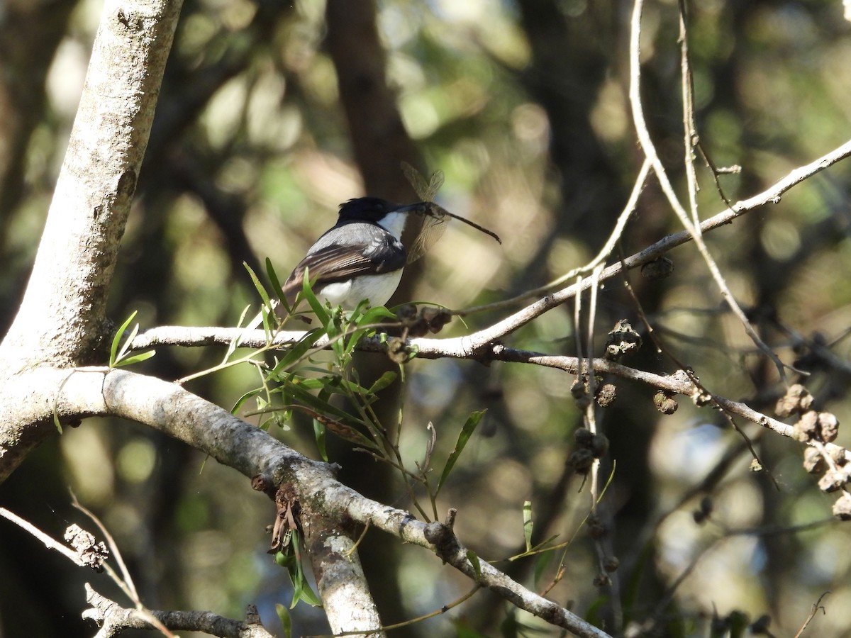 Restless Flycatcher - ML637488805