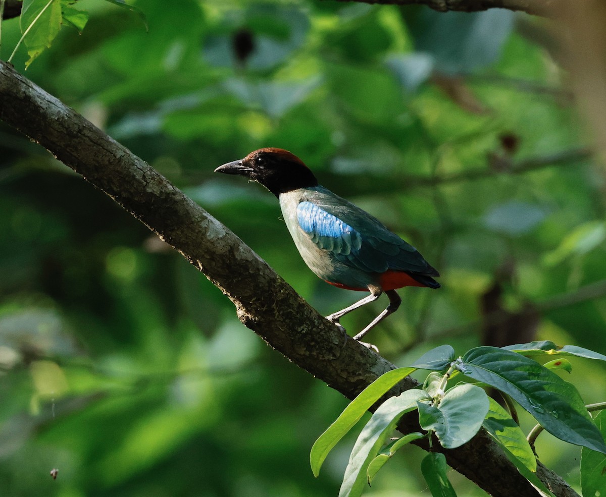 Western Hooded Pitta - ML637488807