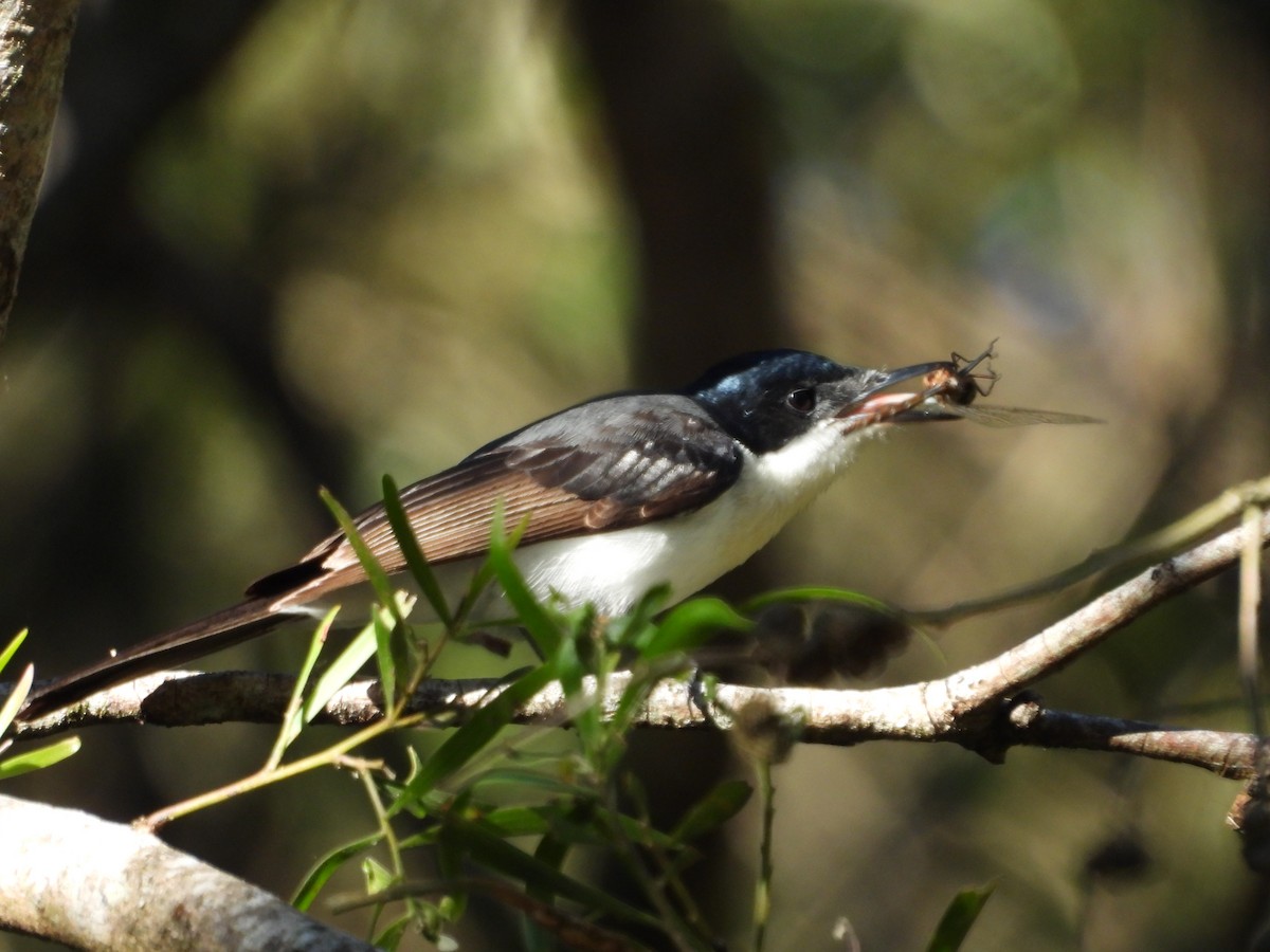 Restless Flycatcher - ML637488809
