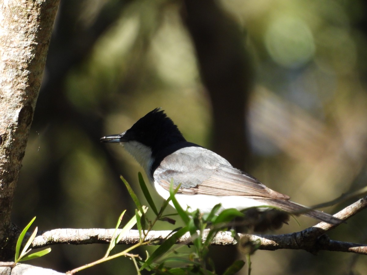 Restless Flycatcher - ML637488810
