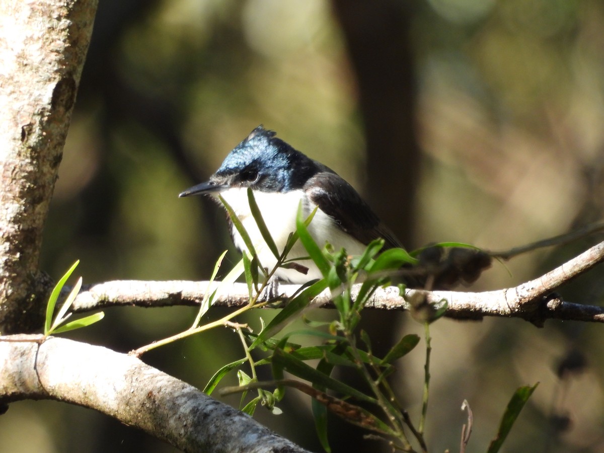 Restless Flycatcher - ML637488811