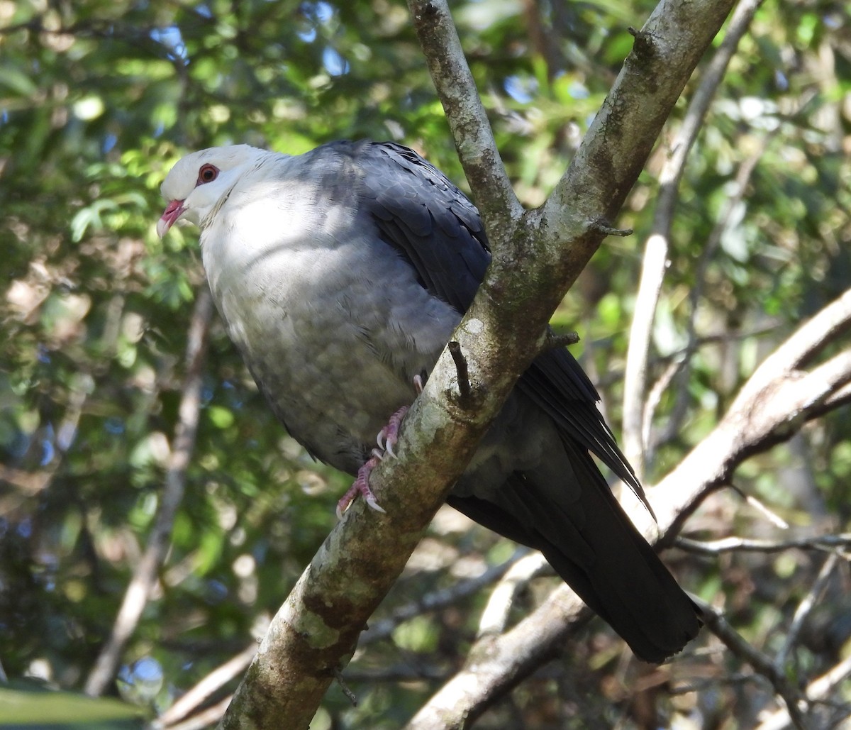 White-headed Pigeon - ML637488816