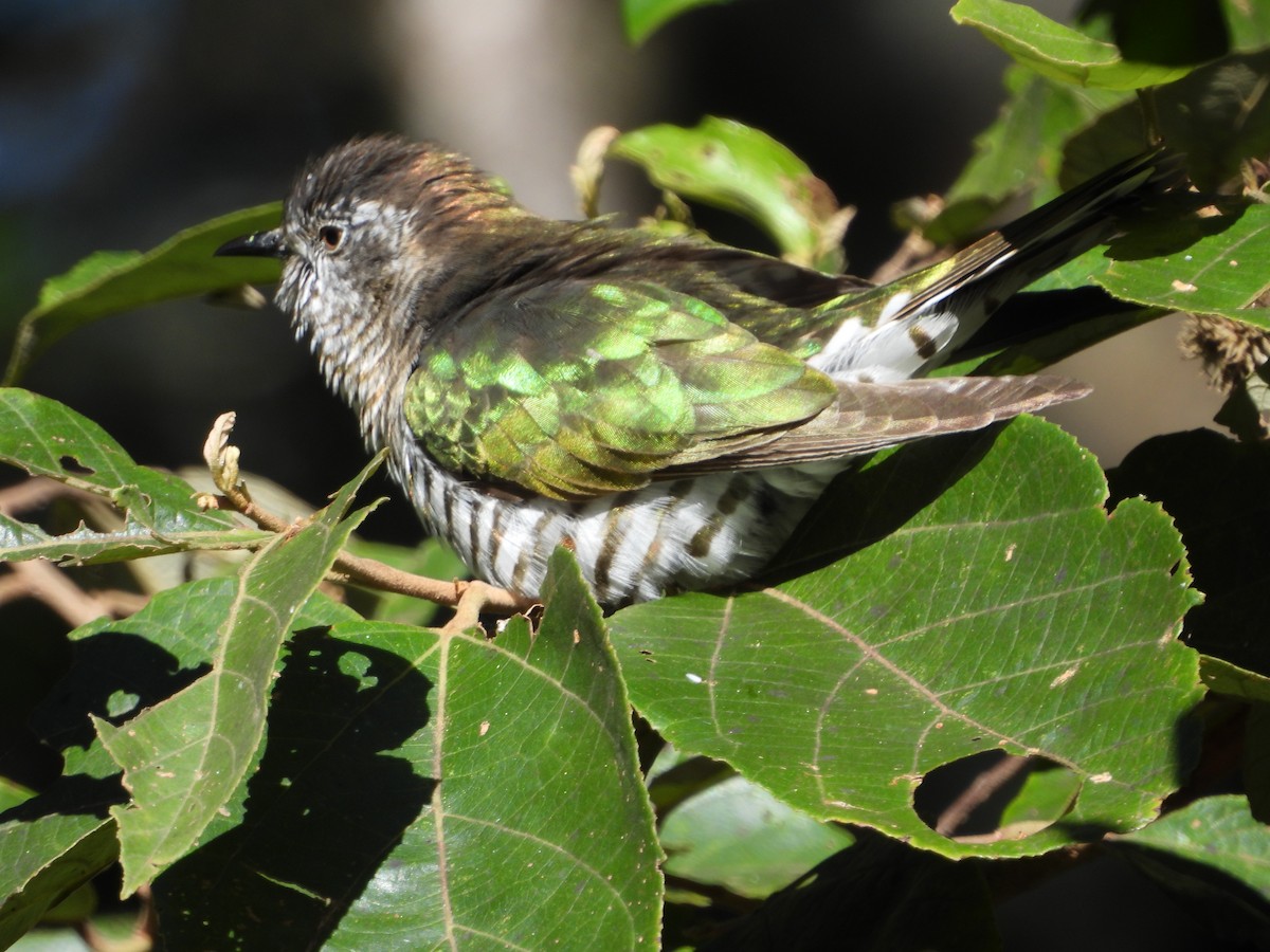 Shining Bronze-Cuckoo - ML637488832