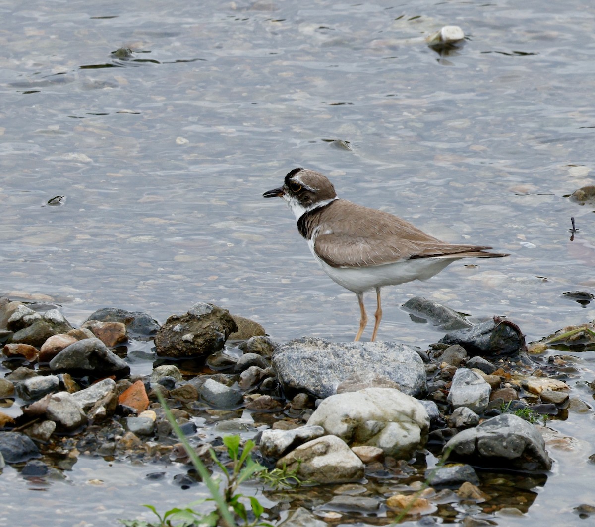 Long-billed Plover - ML637488953