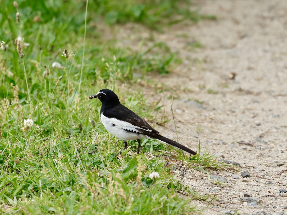 Japanese Wagtail - ML637488958