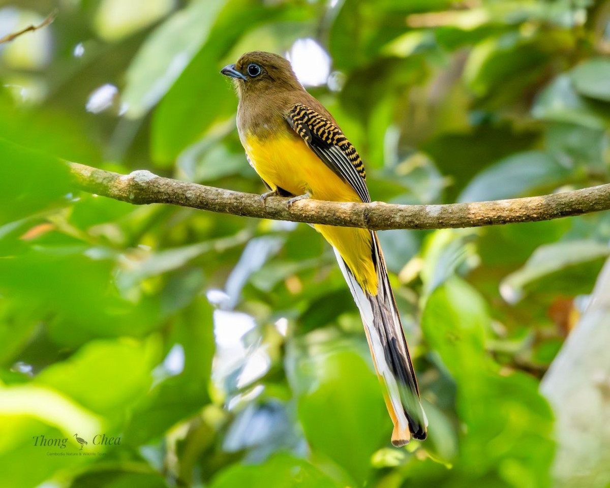 Orange-breasted Trogon - ML637488963