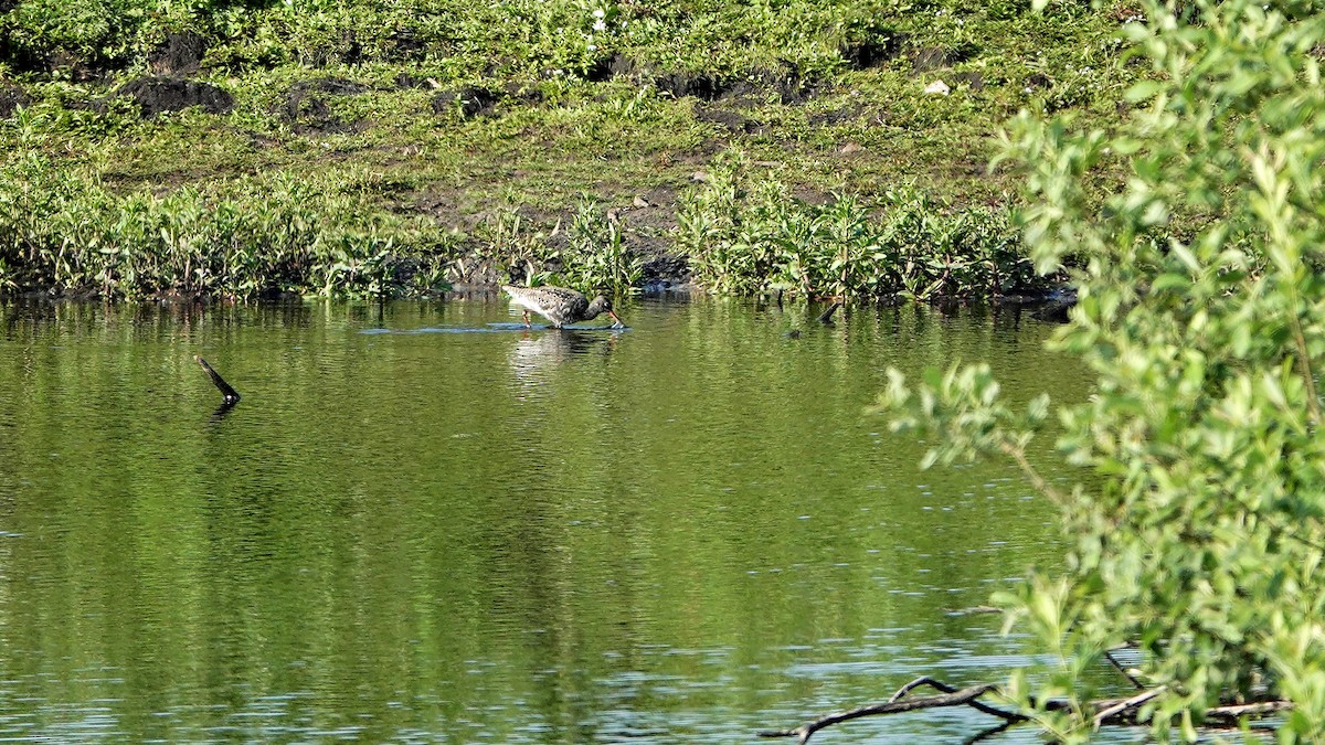 Spotted Redshank - ML637489005