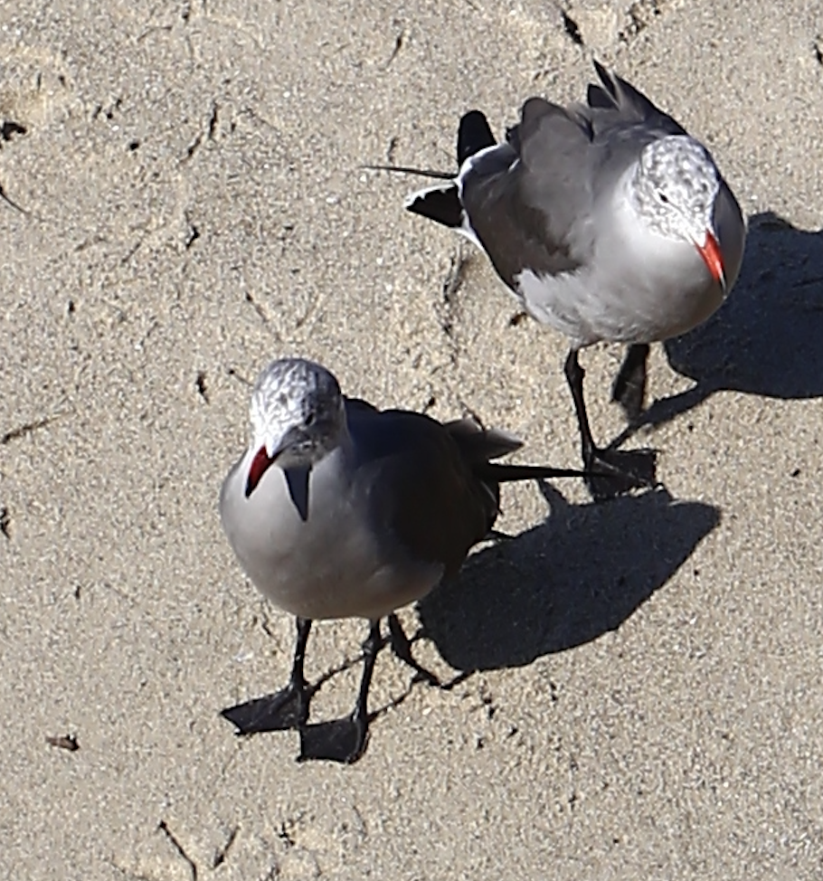 Heermann's Gull - ML637489128