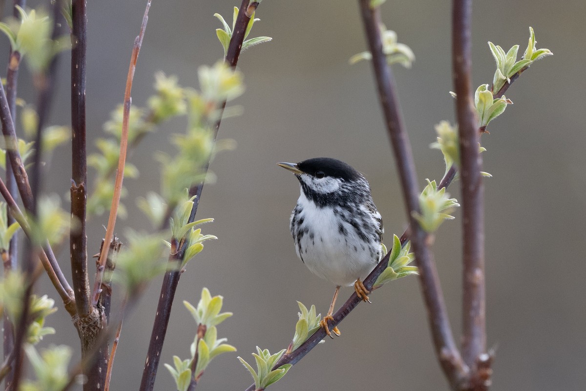 Blackpoll Warbler - ML637489203