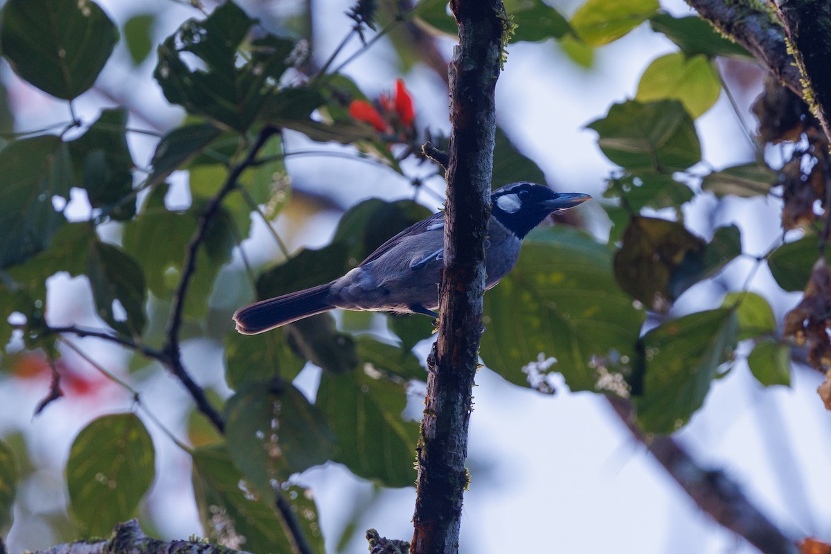Black-throated Shrikebill - ML637489213