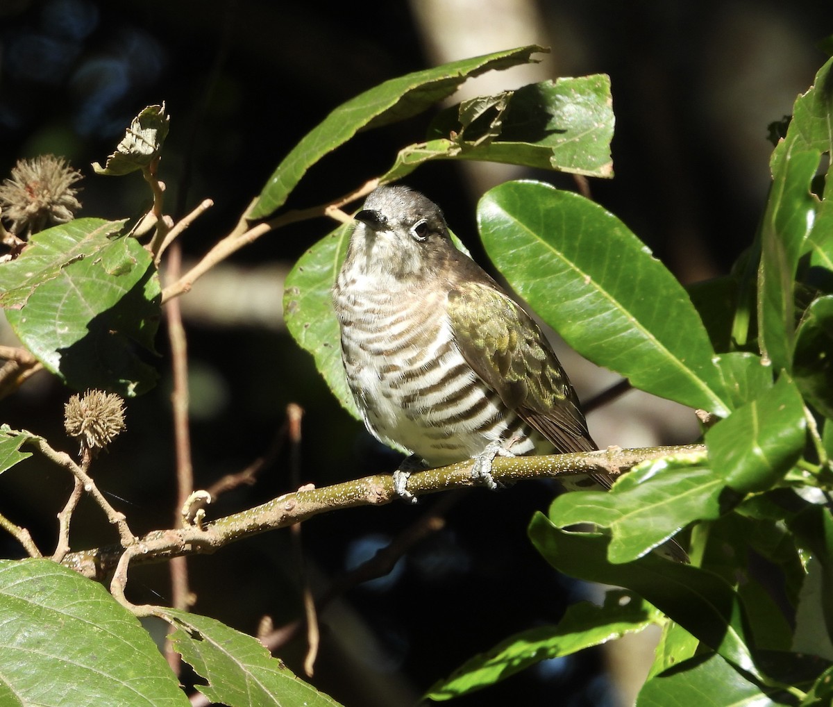 Shining Bronze-Cuckoo - ML637489218