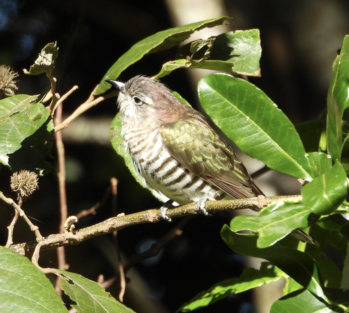 Shining Bronze-Cuckoo - ML637489219