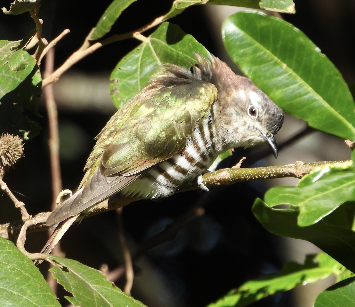 Shining Bronze-Cuckoo - ML637489221