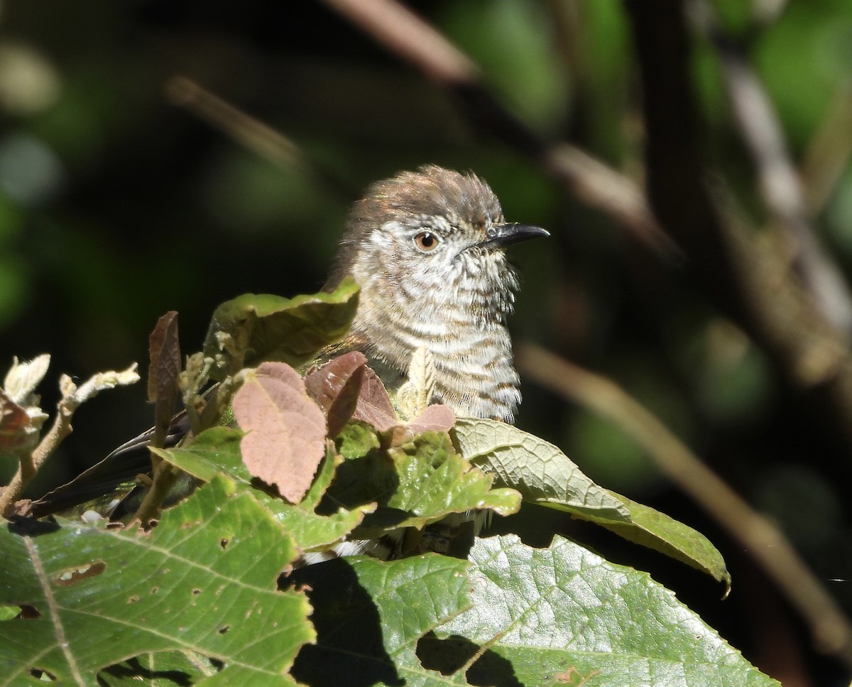Shining Bronze-Cuckoo - ML637489222