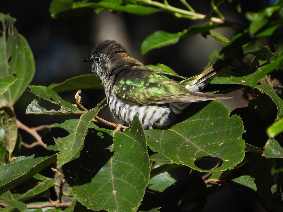 Shining Bronze-Cuckoo - ML637489223